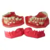 iDENTical Pediatric Development Model Age 3-6 M7011
