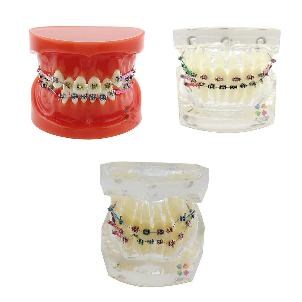 iDENTical Dental Orthodontic Models M3005